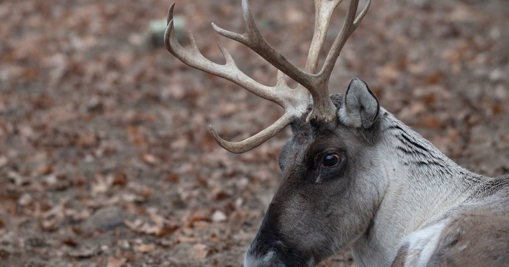 Fóssil de dente de rena torna-se o registo mais antigo de fauna glaciar na Península Ibérica