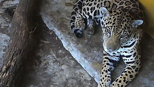 Rescatan a un jaguar adulto en municipios de Cundinamarca