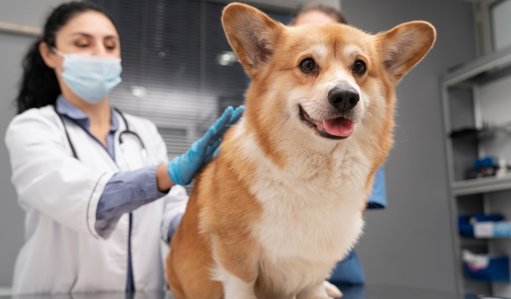 Bogotá se moviliza por el bienestar animal con jornada masiva de vacunación gratuita contra la rabia