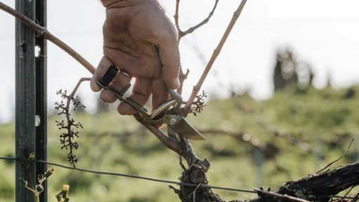 Quinta do Sampayo innova en enoturismo con la experiencia “Poda & Prova”