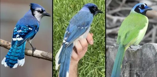 Descubren el Primer Híbrido de Ave Salvaje Provocado por el Cambio Climático