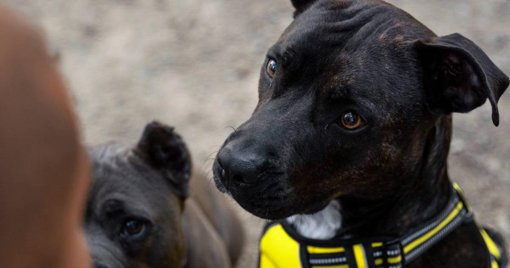 Nuevas regulaciones buscan garantizar el bienestar de los perros de vigilancia en Colombia