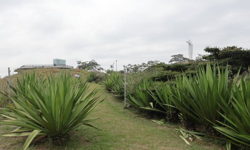 Crean barreras cortafuegos en el cerro Cristo Rey para prevenir incendios forestales
