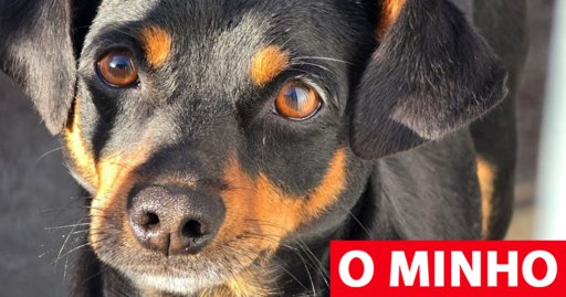 Canil de Braga suspende adoções no Natal para promover posse responsável