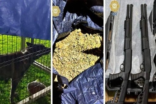Operativo en Xochimilco rescata 27 perros y asegura armas y explosivos