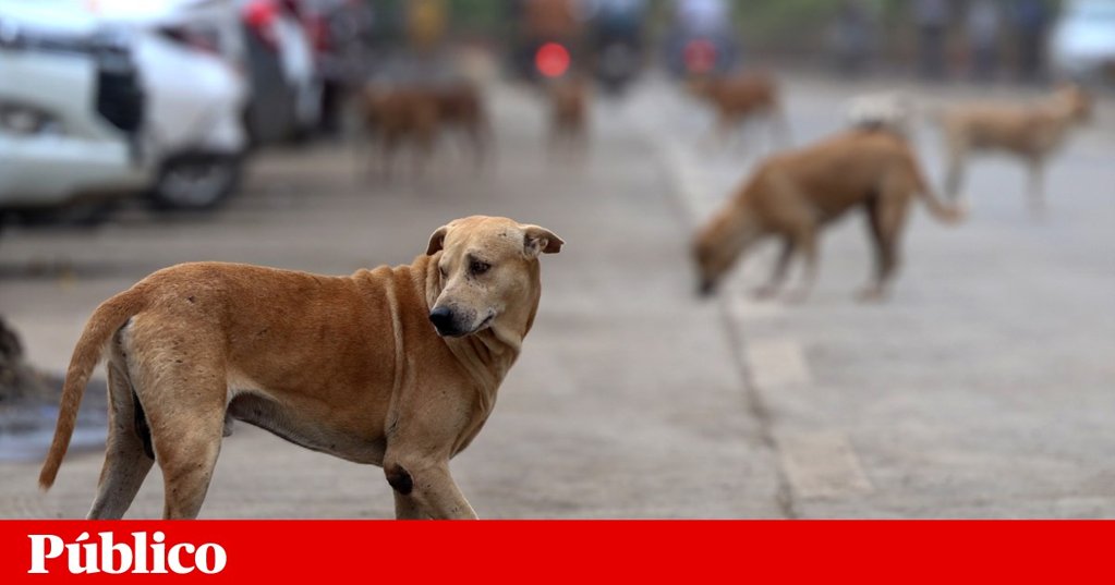 Abandono de Animais de Companhia: Um Problema Persistente em Portugal