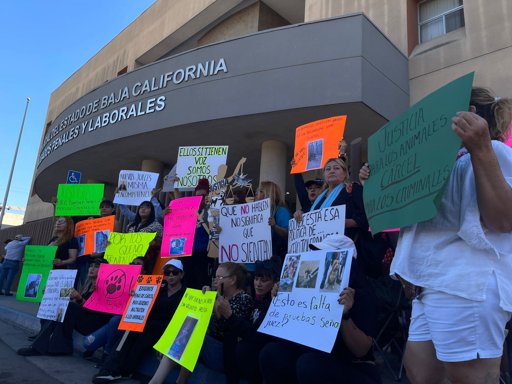 Exigen justicia por maltrato animal tras liberación de acusado de agredir a ocho perros