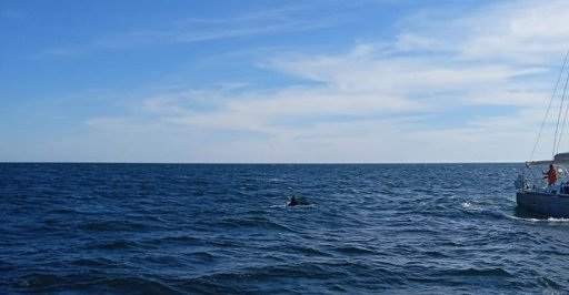 Interações com orcas danificam veleiros e levam a operações de socorro