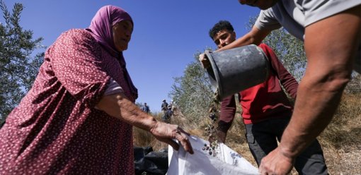 Cisjordanie : la récolte des olives sous la menace des violences des colons