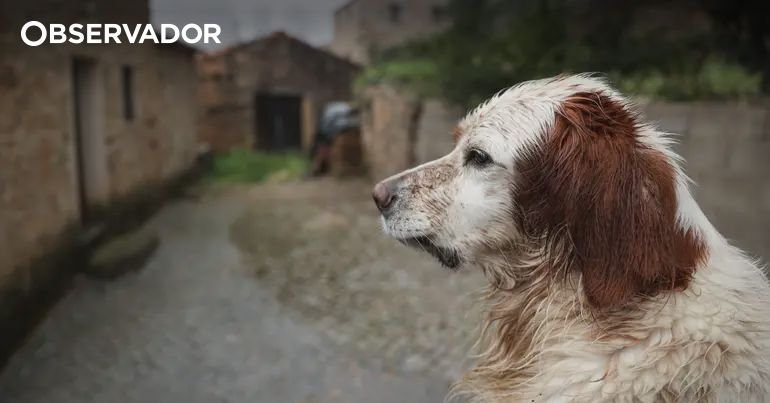 O Desgaste Emocional dos Cuidadores de Animais de Rua em Estudo
