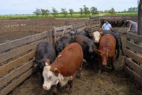 Trump Revierte Aranceles a Productos Agrícolas para Contener Precios al Consumidor