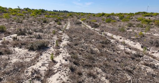 Cantanhede Conclui Reflorestação de Vasta Área Ardida com 2,5 Milhões de Árvores