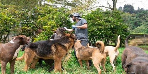Medellín impulsa adopción de mascotas y campaña 'Antipólvora' en la última jornada del año