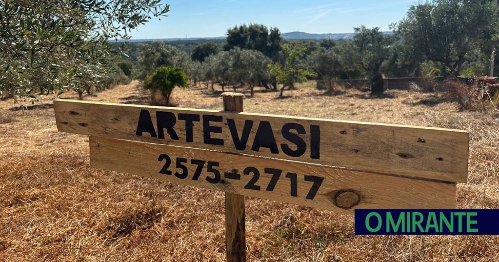 Empresa Artevasi apadrinha 143 oliveiras para apoiar recuperação de olival em Abrantes