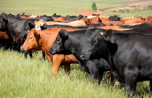 Estados Unidos emite alerta por caso de gusano barrenador en Nuevo León