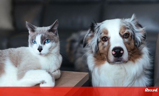 Raças Hipoalergénicas: Uma Solução para Amantes de Animais com Alergias