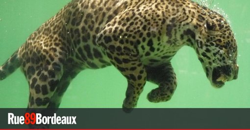 Accusations de maltraitance et de mauvaise gestion au zoo de Bordeaux-Pessac