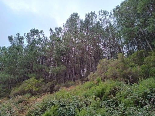 Estudo da Universidade de Coimbra Alerta para Impacto de Acácias Invasoras