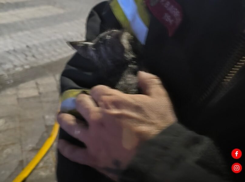 Bombeiros da Trofa resgatam quatro gatos durante combate a incêndio em prédio devoluto