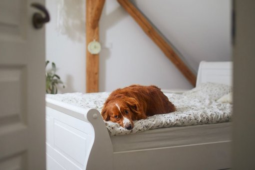 La psychologie canine et le lien homme-chien : que ressentent nos compagnons ?