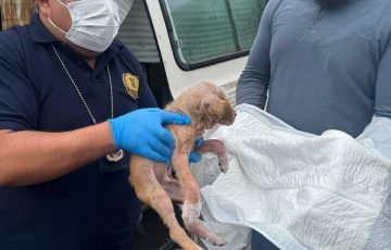 Rescate de Cachorro Abandonado en Morelia Desata Solidaridad en Redes