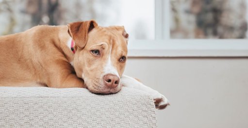 O Mundo Emocional dos Cães: Luto e Comunicação no Fim de Vida