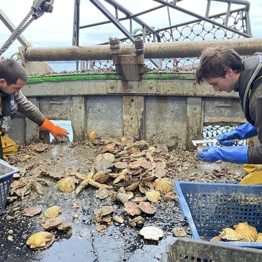 Crise de la pêche à la coquille Saint-Jacques dans la rade de Brest