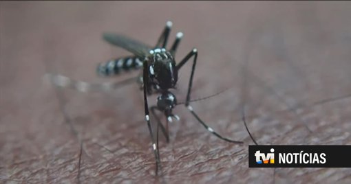 Alerta para mosquito-tigre em Portugal; autarquia de Vila Verde apela à eliminação de águas paradas