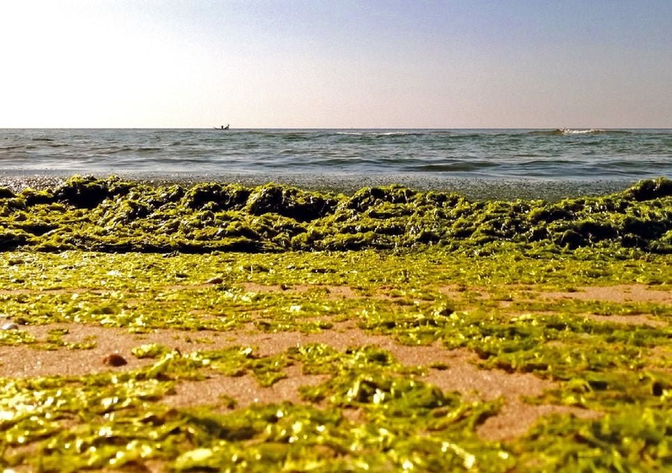 Alerta Nacional sobre Alga Invasora que Ameaça a Costa Portuguesa