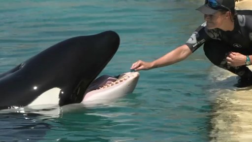 Orques de Marineland : bras de fer entre le gouvernement et le parc sur leur transfert au Canada