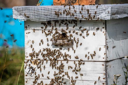 Novos Focos de Doença das Abelhas no Pico Levam a Medidas de Controlo Sanitário