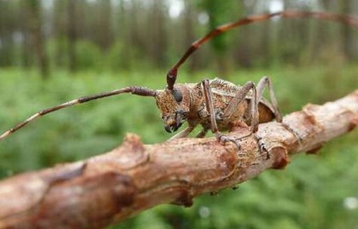 La gestion de la crise du nématode du pin pilotée depuis Bordeaux