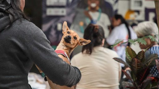 Autoridades en Cali lanzan campaña para proteger a las mascotas de la pólvora en diciembre