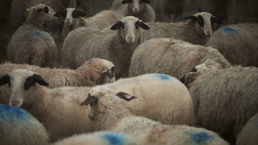Ataques de Lobos no Planalto Mirandês Descritos como “Calamidade” pelos Pastores