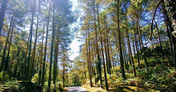 Governo retoma Plano Florestal e cria regime permanente de apoio a vítimas de incêndios