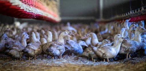Grippe aviaire : le niveau de risque relevé à « élevé », le confinement des volailles imposé