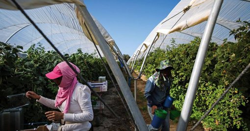 Operação 'Safra Justa' revela rede de exploração de imigrantes com envolvimento de polícias