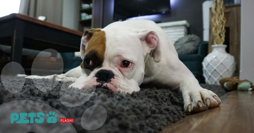 Cuidados Redobrados com Cães Durante as Ondas de Calor