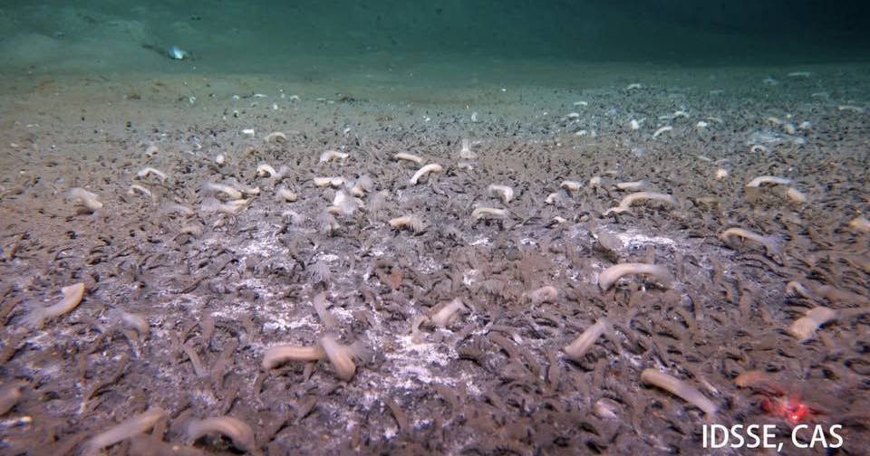 Cientistas descobrem colónias de vida a quase 10.000 metros de profundidade