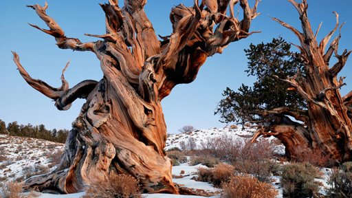 Identifican al árbol más antiguo del mundo con más de 5.400 años