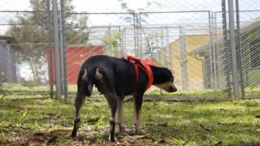Denuncias de eutanasias irregulares sacuden la Unidad de Bienestar Animal