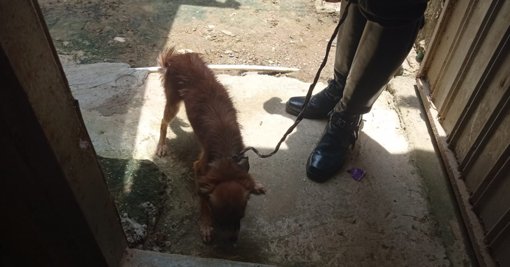 Rescatan en Lorica a ‘Chiquita’, una Perra en Condiciones de Abandono, en Aplicación de la Ley de Protección Animal