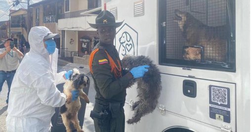 Rescatan 46 perros y gatos que vivían en condiciones deplorables en una vivienda de Medellín