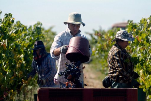 Quebra acentuada na produção de uva no Alentejo ameaça sustentabilidade do setor