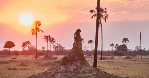 L'UE adopte des objectifs climatiques affaiblis pour 2040 après des négociations difficiles