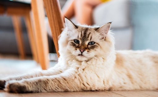 Nutrition et santé féline : l'importance d'une alimentation adaptée