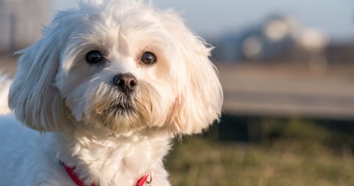 Le Choix d'un Animal de Compagnie : Adapter la Race à son Mode de Vie