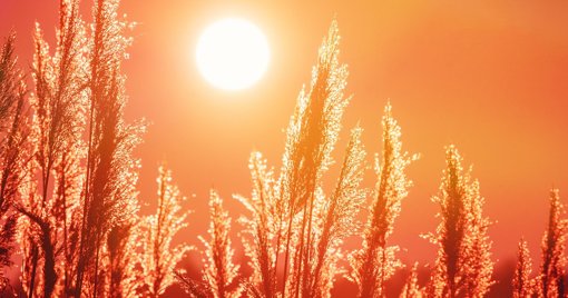 Alterações climáticas tornam ondas de calor 40 vezes mais prováveis em Portugal