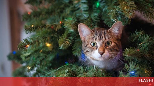 Segurança das Decorações de Natal para Animais de Estimação