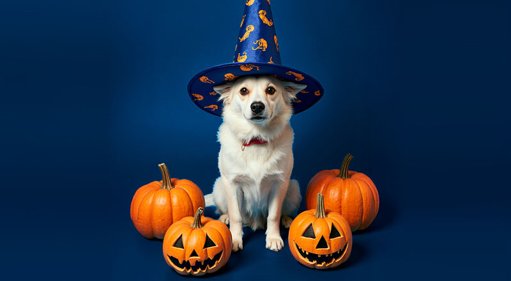 Halloween se vuelve ‘pet friendly’: una nueva tendencia que refleja la humanización de las mascotas en Colombia